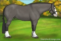 Horse Color:Grullo Splash 