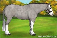 Horse Color:Grullo Roan Splash 
