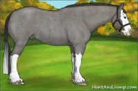 Horse Color:Grullo Roan Splash 