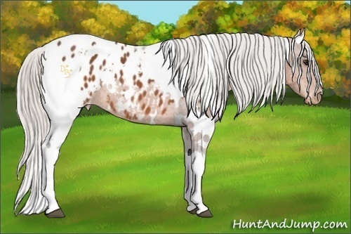 Horse Color:White Spotted Silver Bay Blanket