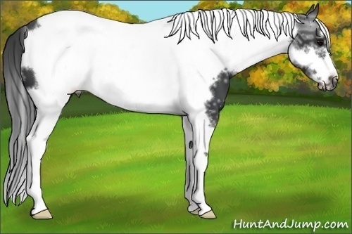 Horse Color:Black Ice Tobiano Frame