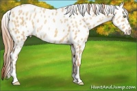 Horse Color:Gold Champagne Ice Dun Leopard 