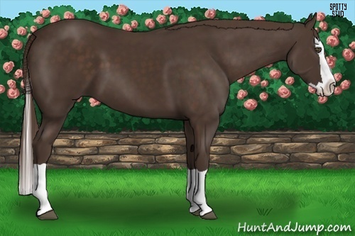 Horse Color:Liver Chestnut Splash 