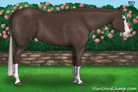 Horse Color:Liver Chestnut Splash