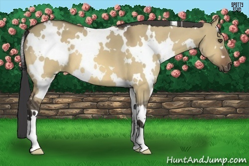 Horse Color:White Spotted Buckskin Dun 