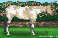 Horse Color:White Spotted Buckskin Dun 