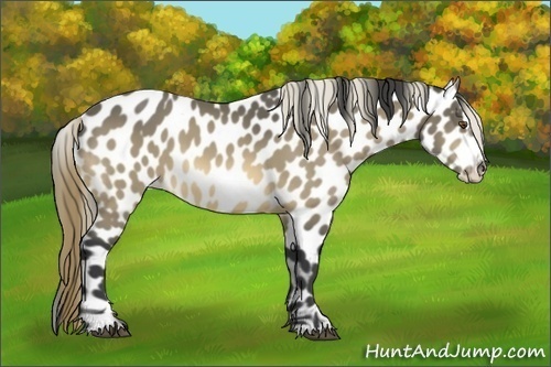Horse Color:Buckskin Sabino Appaloosa