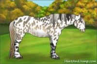 Horse Color:Buckskin Mushroom Sabino Leopard 