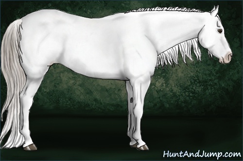 Horse Color:White Spotted Chocolate Palomino Blanket