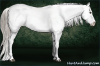 Horse Color:White Spotted Chocolate Palomino Appaloosa 