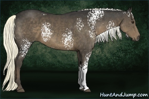 Horse Color:White Spotted Liver Chestnut 