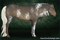 Horse Color:White Spotted Liver Chestnut 