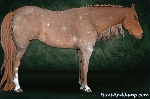 Horse Color:Chestnut Sabino