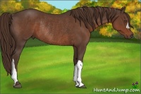 Horse Color:Liver Chestnut Rabicano 