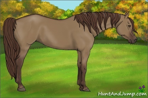 Horse Color:Liver Red Dun