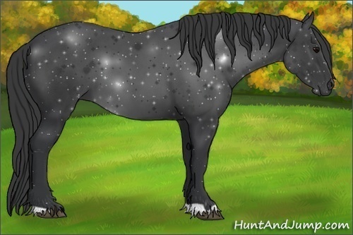 Horse Color:Black 