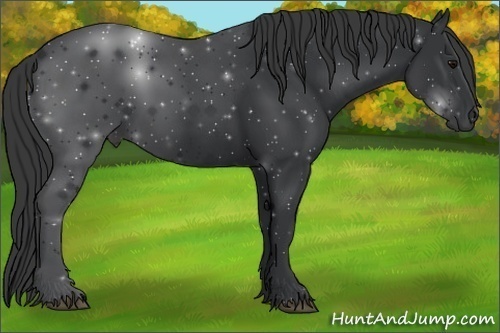 Horse Color:Black 