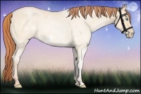 Horse Color:Buckskin Pearl 