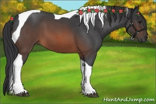 Horse Color:Brown Roan Tobiano 