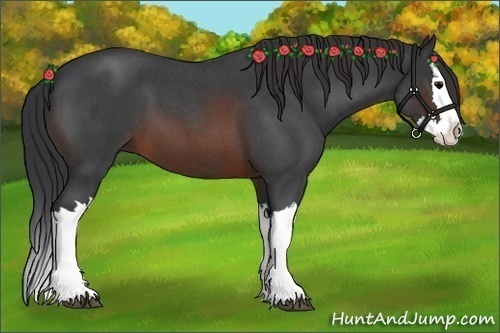 Horse Color:Brown Roan Splash