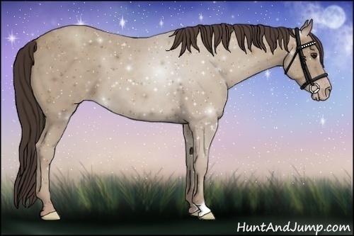 Horse Color:Classic Champagne 