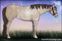 Horse Color:Classic Champagne 