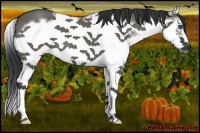 Horse Color:Grullo Splash Frame