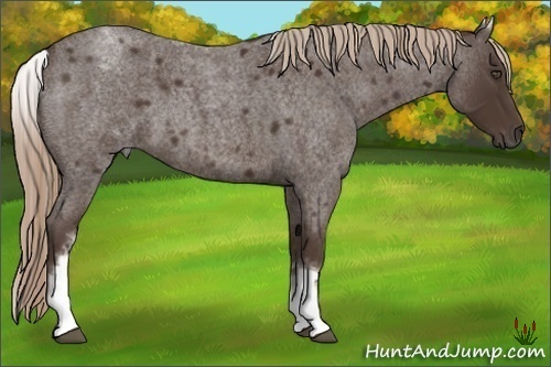 Horse Color:White Spotted Liver Red Roan 