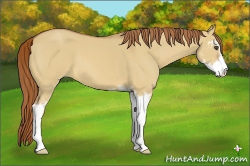 Horse Color:Red Dun Sabino 