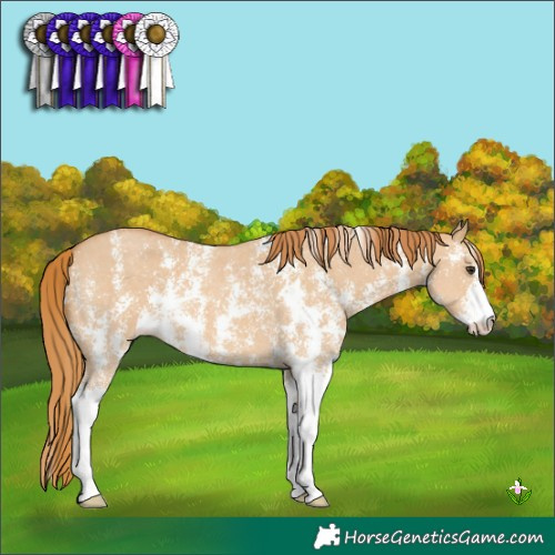 Horse Color:Red Dun Sabino