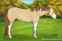 Horse Color:Red Dun Sabino 