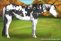Horse Color:White Spotted Liver Chestnut Splash 