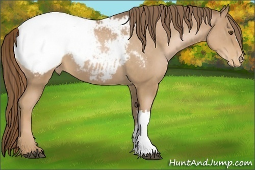 Horse Color:Liver Chestnut Pearl Appaloosa