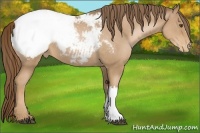 Horse Color:Liver Chestnut Pearl Appaloosa