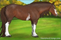 Horse Color:White Spotted Liver Chestnut Sabino