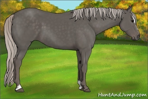 Horse Color:Silver Black Sabino 