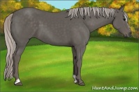 Horse Color:Silver Black Sabino 