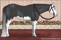 Horse Color:Black Splash 