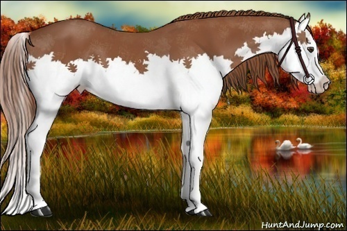 Horse Color:Chestnut Splash