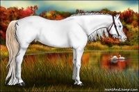 Horse Color:Buckskin Splash Varnish