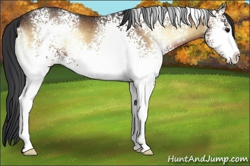 Horse Color:White Spotted Buckskin Onyx 