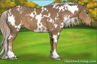Horse Color:White Spotted Chocolate Palomino