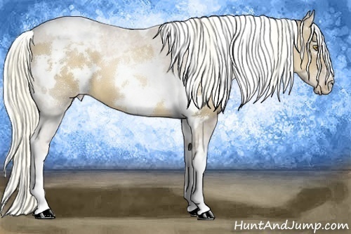 Horse Color:Liver Chestnut Pearl Tobiano Appaloosa  and White Spotted Liver Red Dun Pearl Tobiano 