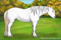 Horse Color:Gold Champagne Appaloosa and Gold Champagne Appaloosa