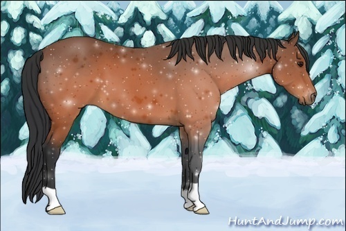 Horse Color:Brown 