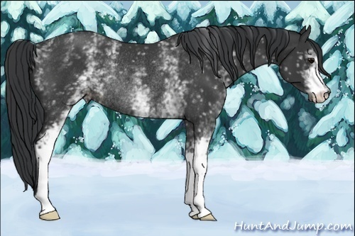 Horse Color:White Spotted Black Rabicano 