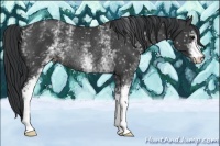 Horse Color:White Spotted Black Rabicano 
