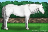 Horse Color:White Spotted Buckskin 