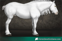 Horse Color:Liver Red Dun Roan Onyx Sabino Appaloosa Brindle and Liver Red Onyx Roan Appaloosa Brindle