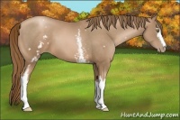 Horse Color:White Spotted Liver Chestnut Pearl 
